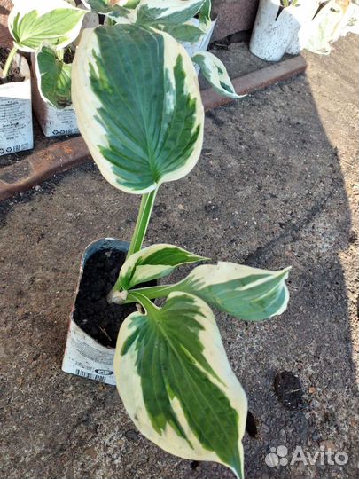 Хоста растение