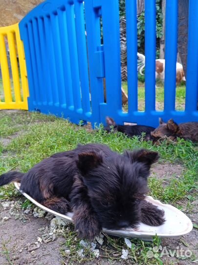 Щенки Йорка мальчики мини и стандарт