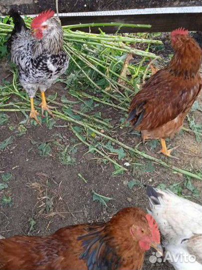 Молодые петухи