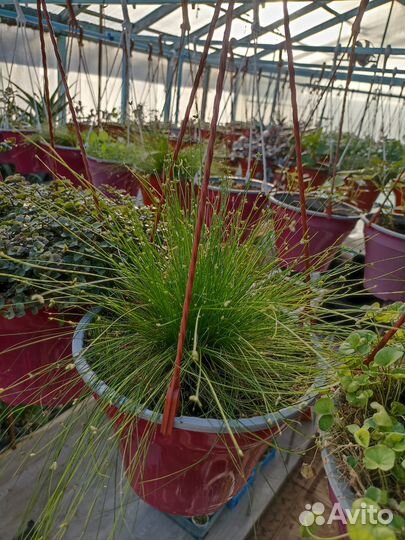 Цветы в кашпо