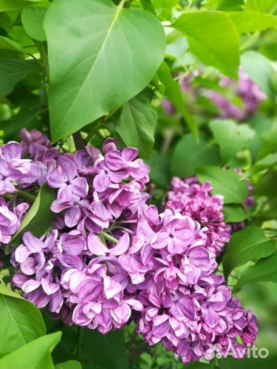 Сирень сортовая