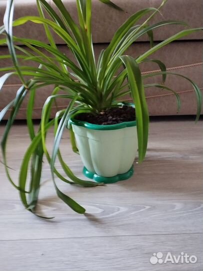 Хлорофитум