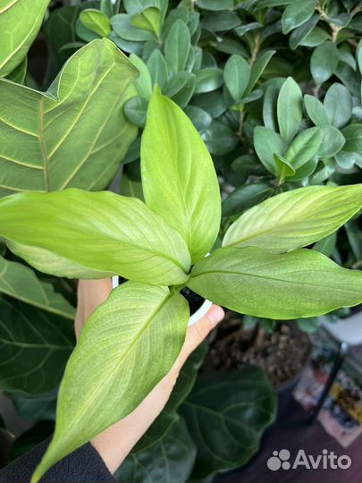 Спатифиллум спилт милк