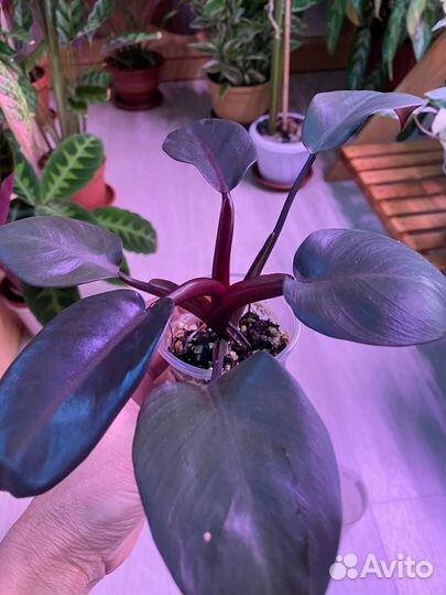 Филодендрон Блэк Кардинал