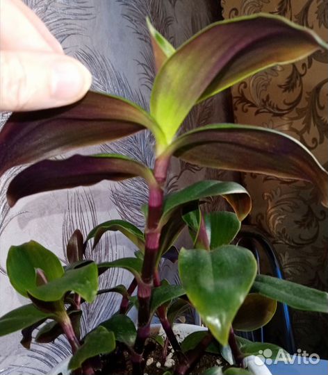 Блоссфельдианы комнатные растения