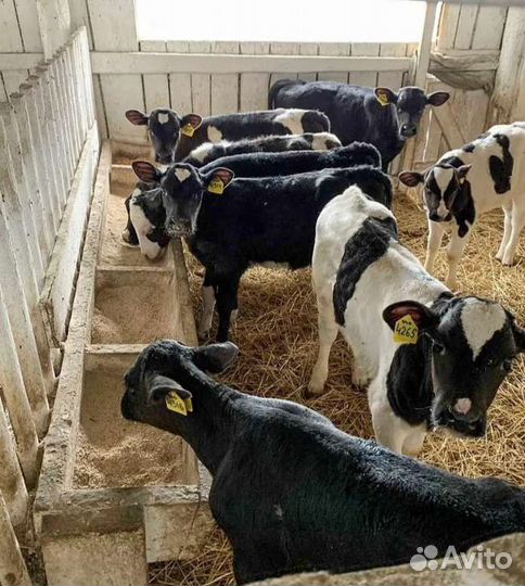 Бычки на откорм.помесние