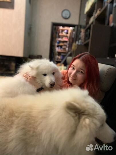 Передержка собак