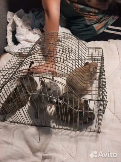 Клетка для дегу