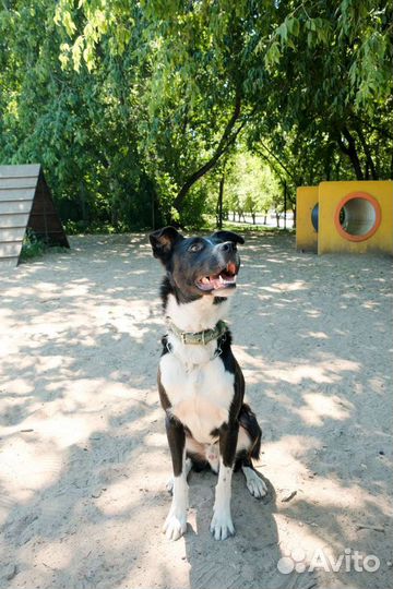 Метис бордер колли Тагир в поисках мампап