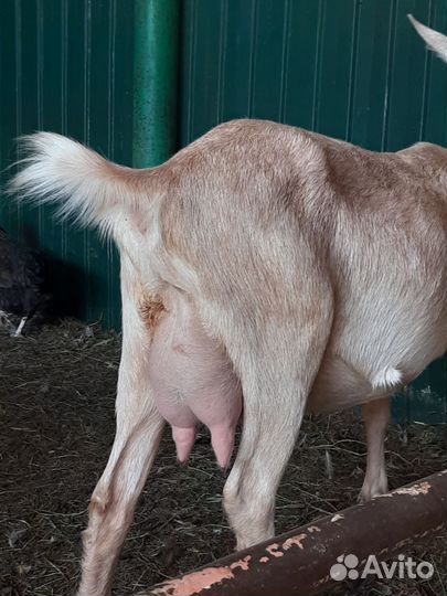 Коза дойная молочная