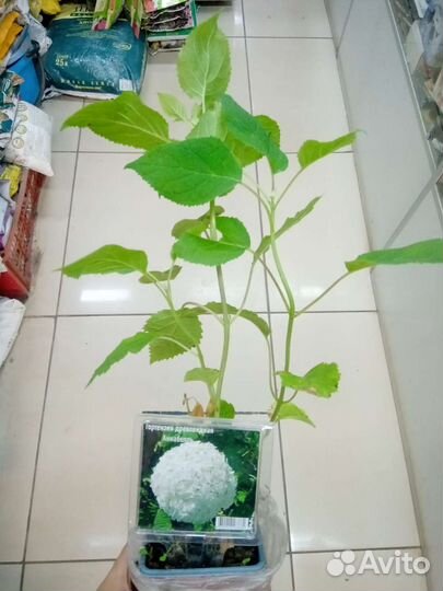 Гортензия Аннабель