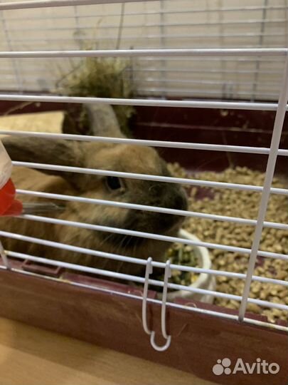 Кролик с клеткой