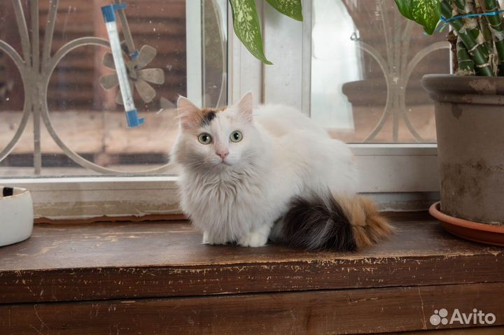 Много кошек в добрые руки