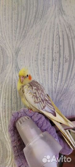 Птенцы попугая кореллы