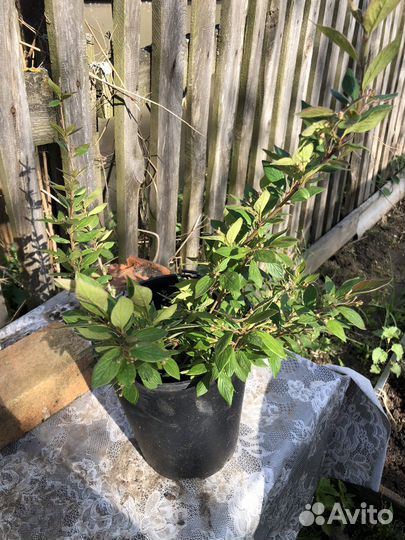 Кизильник блестящий