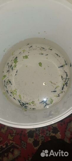 Креветки Блю Дрим, крабики и рыбки