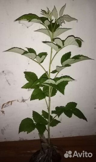 Саженцы земляники, малины, Ежевики, Крыжовник