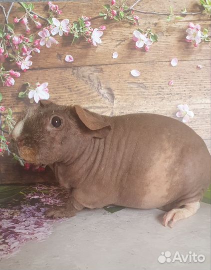 Морская свинка