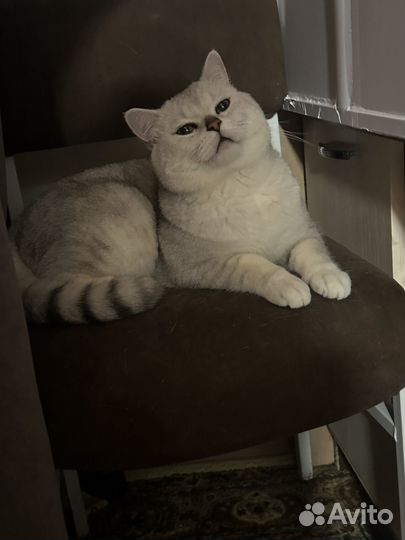 Вязка британец