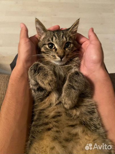 Котята в добрые руки приучены к лотку