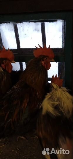 Инкубационное яйцо маранов, петухи маран, виандоты