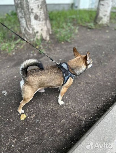 Вязка кобель чихуахуа