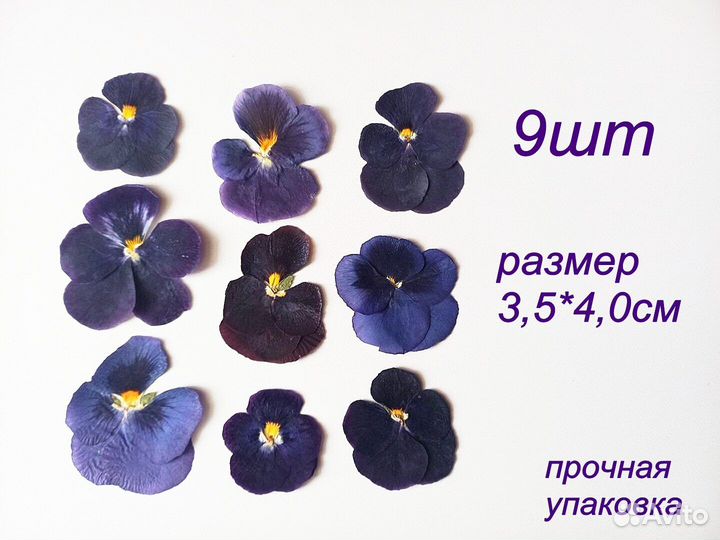 Сухоцветы виолы.Разные оттенки.Для творчества