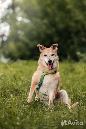 Собака в добрые руки