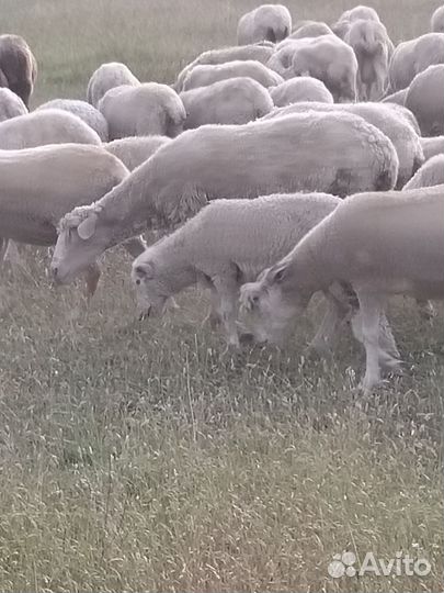 Овцы бараны