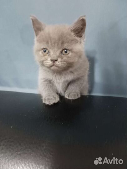 Британская кошка