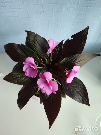 Бальзамин новогвинейский