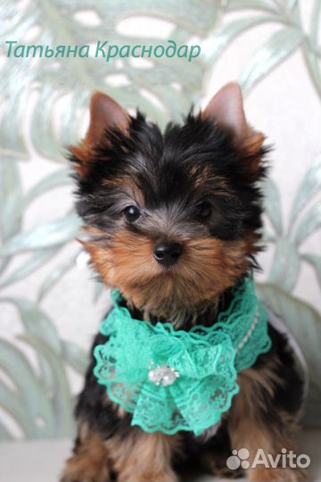 Щенки йорка - счастье можно купить