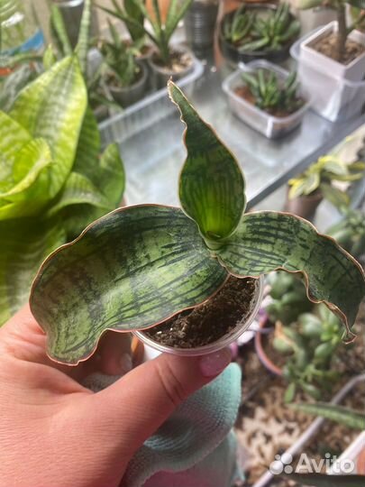 Сансевиерия (микс 2)