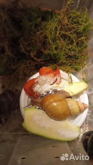 Улитки ахатины