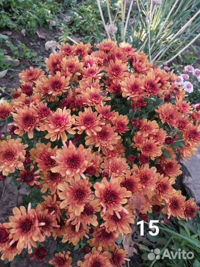 Хризантем мультифлора