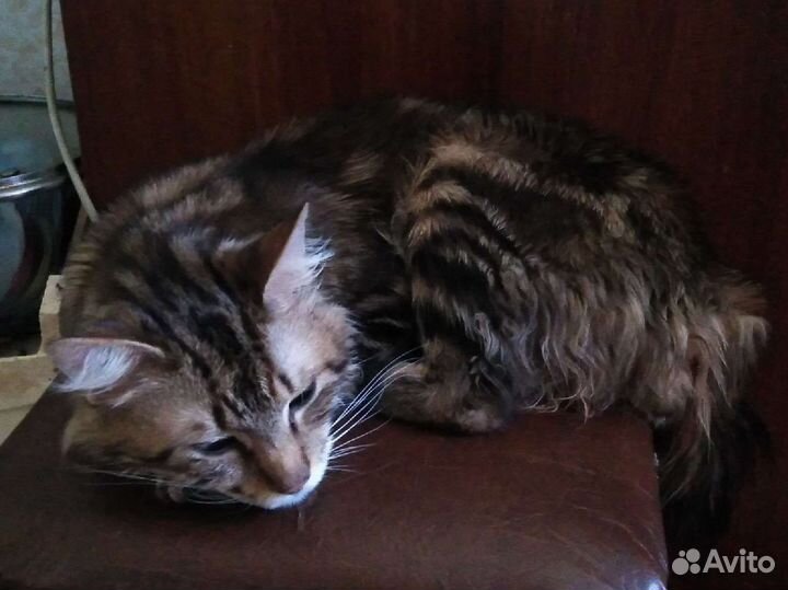 Кошка в дар