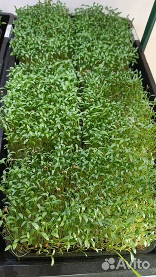 Микрозелень, бесплатная доставка по СПБ