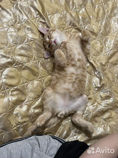 Кот