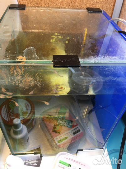 Аквариум