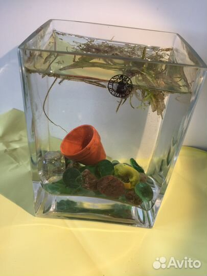 Декоративный крошечный аквариум