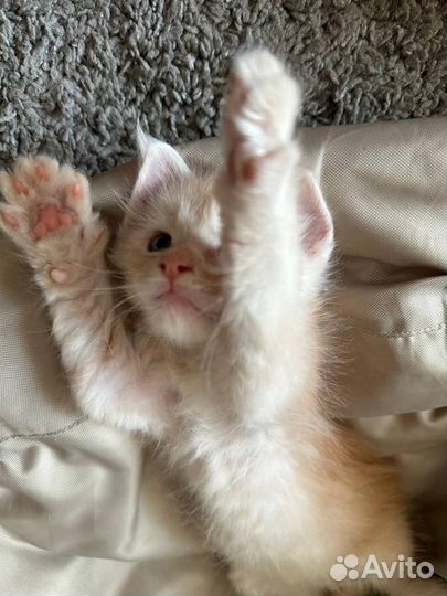 Котятки Мейнкунчики