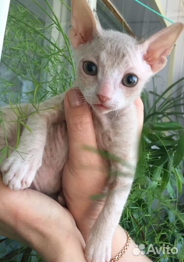 Кошки донской сфинкс