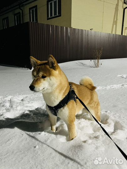 Вязка собак-случка