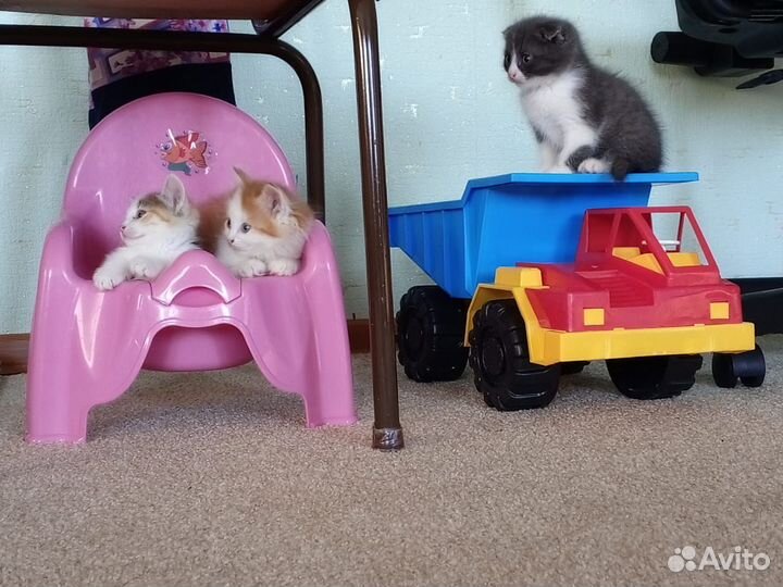 Котята в добрые руки