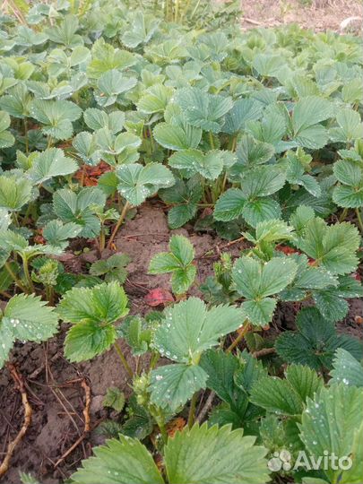 Рассада огурцов Саженцы малины