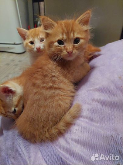 Котята рыженькие