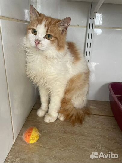 Котёнок Гоби ищет дом