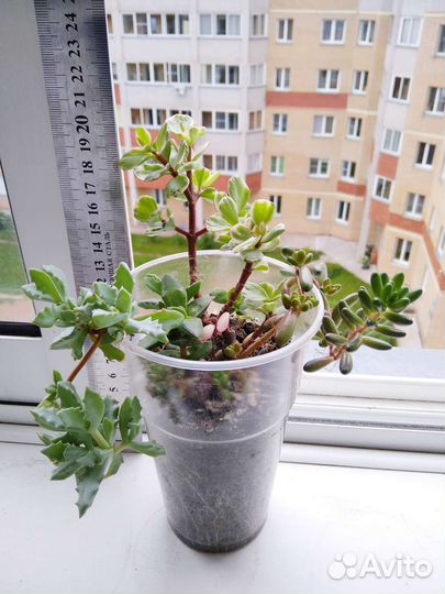 Суккуленты набор