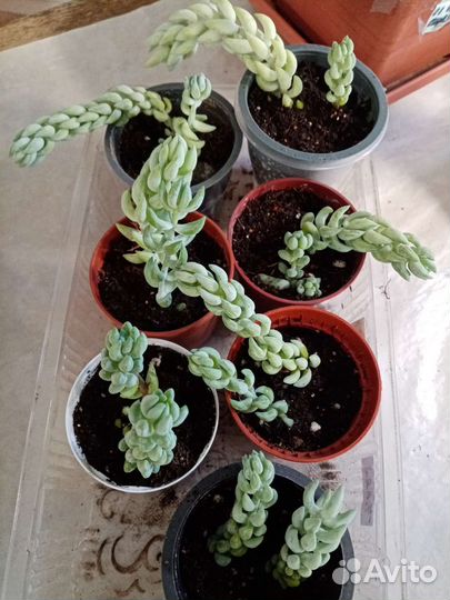 Очиток моргана