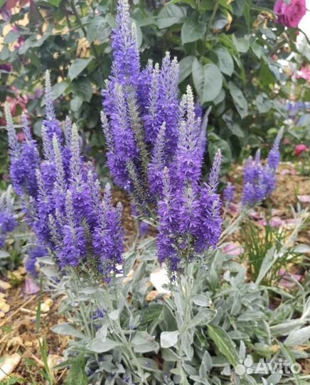 Вероника седая